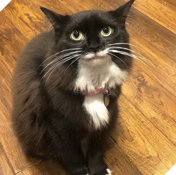 Bé mèo con ngộ nghĩnh với miệng luôn mỉm cười sau khi được cứu nạn ngay trên đường phố 5