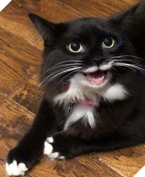 Bé mèo con ngộ nghĩnh với miệng luôn mỉm cười sau khi được cứu nạn ngay trên đường phố 3