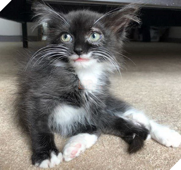 Bé mèo con ngộ nghĩnh với miệng luôn mỉm cười sau khi được cứu nạn ngay trên đường phố 2