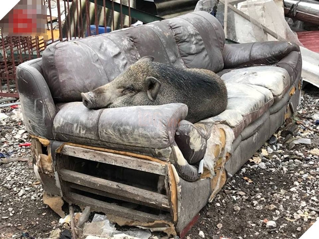 
Bạn có muốn nuôi một con pet cưng mập mạp, đáng yêu thế này? - Ảnh: Internet