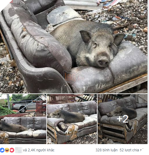 
Bài viết thu hút sự quan tâm từ cư dân mạng - Ảnh: Chụp màn hình