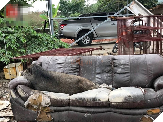 Mua heo vỗ béo để tết liên hoan tất niên, gia đình quyết giữ lại làm “thú cưng” vì quá dễ thương 4