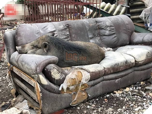 
Nhìn cưng muốn xỉu luôn nè! - Ảnh: Internet