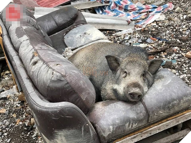 
Chú heo thư thái nhất MXH là đây! - Ảnh: Internet