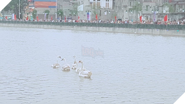 Vừa được thả chưa bao lâu, thiên nga Hải Phòng gục trên bãi rác sông Tam Bạc