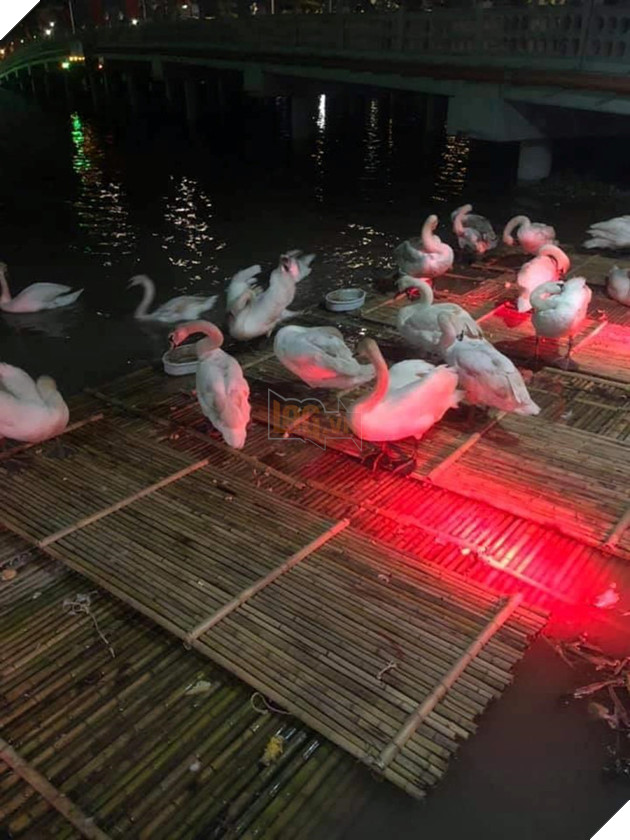  
40 con thiên nga trắng được thả xuống sông Tam Bạc (Hải Phòng).