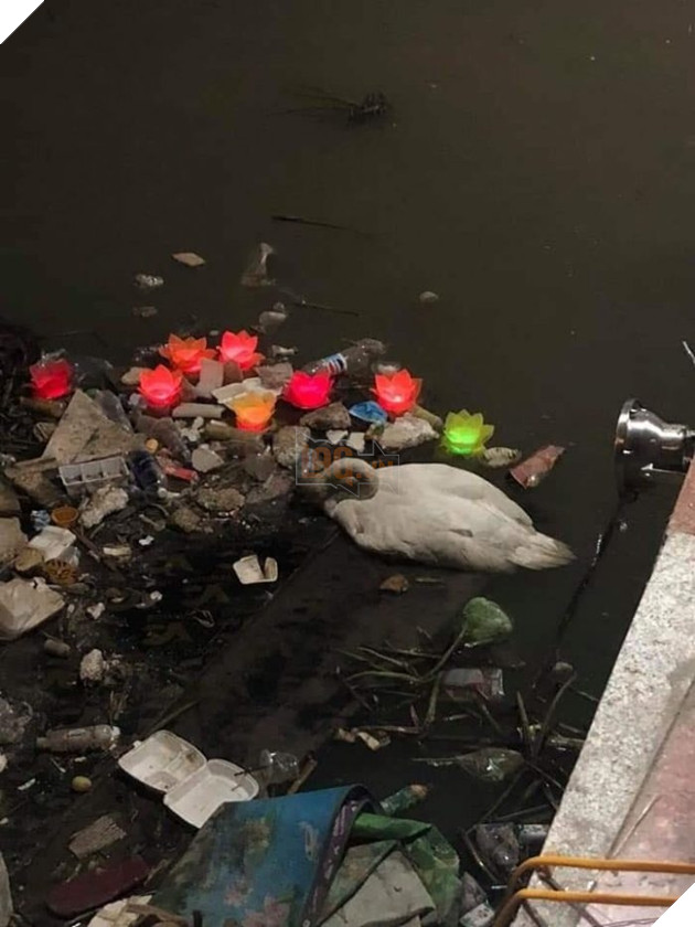  
Hình ảnh chú thiên nga trắng gục ngã trên bãi rác sông Tam Bạc.