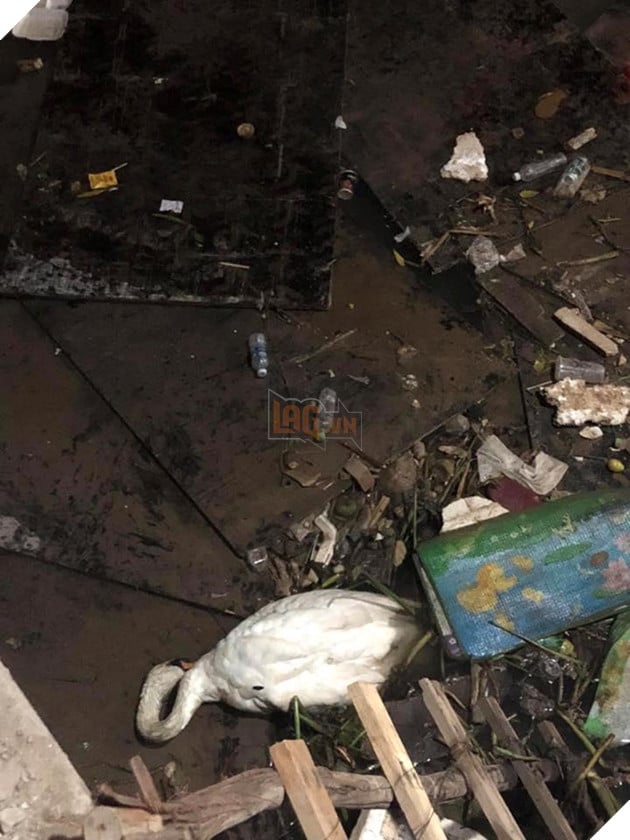  
Con thiên nga nằm gục bên bờ sông không rõ tình trạng còn sống hay đã qua đời.