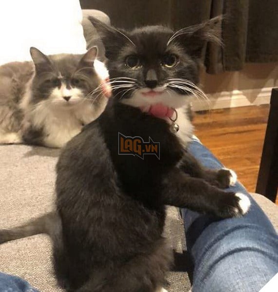 Bé mèo con ngộ nghĩnh với miệng luôn mỉm cười sau khi được cứu nạn ngay trên đường phố 4