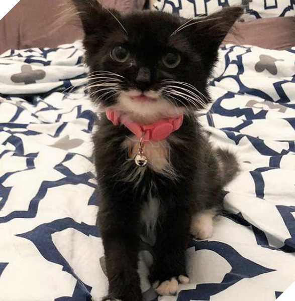 Bé mèo con ngộ nghĩnh với miệng luôn mỉm cười sau khi được cứu nạn ngay trên đường phố