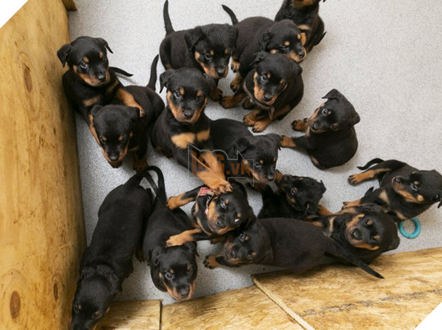 Mẹ chó Rottweiler tại Anh suýt phá kỉ lục khi sinh 16 bé đáng yêu trong một lứa 6