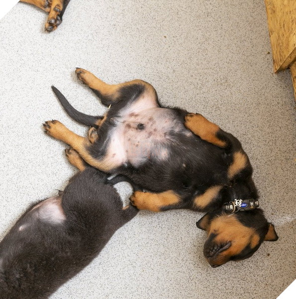 Mẹ chó Rottweiler tại Anh suýt phá kỉ lục khi sinh 16 bé đáng yêu trong một lứa 5