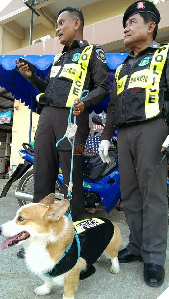  
Thấp thấp thế thôi, chứ thông minh thì Corgi có thừa nhé!