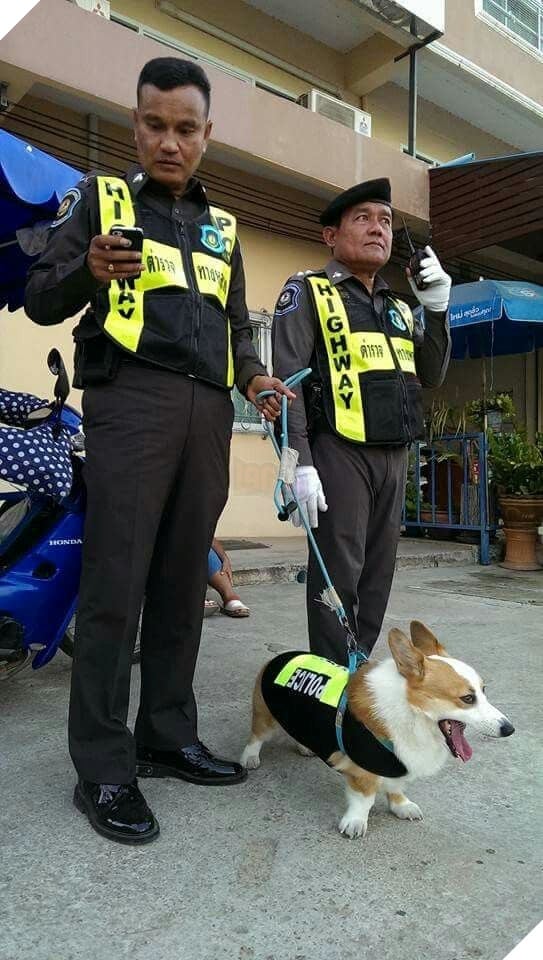  
Với vẻ ngoài đáng yêu của mình, chú chó Corgi đã thành công đưa tên tội phạm nguy hiểm lọt lưới. 