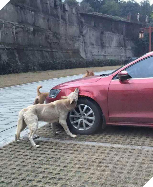 Dám đá chó, hắn gọi cả tổ đội đến cắn nát xe tên đó 4