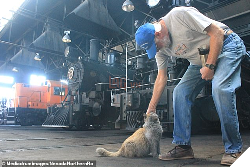 Mèo hoang thành 'ngôi sao' hút khách tại ga xe lửa Mỹ