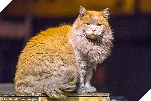 Mèo hoang thành 'ngôi sao' hút khách tại ga xe lửa Mỹ