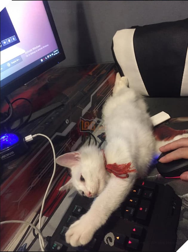 Ôm “boss” đi net: Trào lưu mới của cộng đồng Liên Minh Huyền Thoại Việt Nam 4