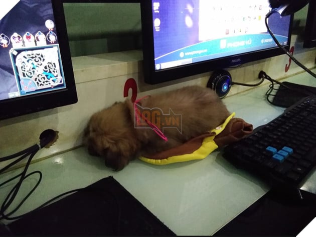 Ôm “boss” đi net: Trào lưu mới của cộng đồng Liên Minh Huyền Thoại Việt Nam 6