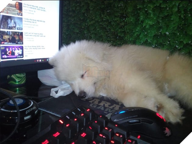 Ôm “boss” đi net: Trào lưu mới của cộng đồng Liên Minh Huyền Thoại Việt Nam 7