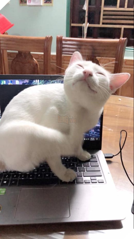 Ôm “boss” đi net: Trào lưu mới của cộng đồng Liên Minh Huyền Thoại Việt Nam 9