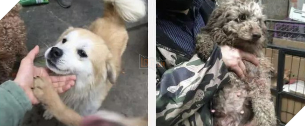 Người đàn ông cưu mang chó hoang đến tán gia bại sản, bố mẹ nghỉ hưu cũng quay lại làm việc phụ con trả nợ - Ảnh 2.