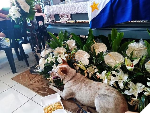  Chú chó Buboy nằm canh giữ bên cạnh quan tài của thầy giáo già 