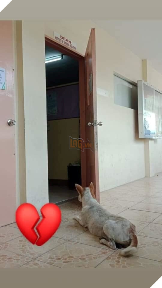  
Khi thầy giáo qua đời, Buboy vẫn ngày ngày nằm đợi thầy trước cửa phòng của giảng viên 