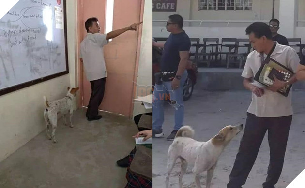  
Mỗi sáng Buboy sẽ ra cổng trường đón thầy, sau đó lẽo đẽo theo chân thầy vào tận các lớp học 