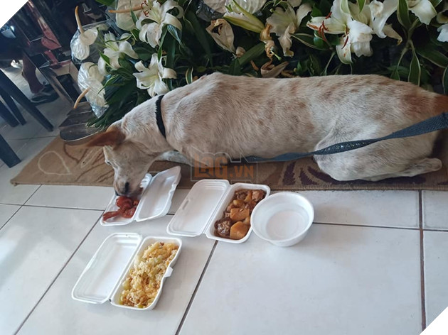  
Chú chó trung thành quyết không rời khỏi quan tài của chủ nhân, kể cả lúc nó ăn 