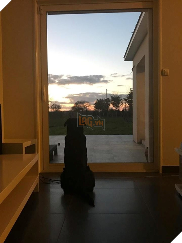 Bóng dáng cô đơn của chú chó Nala - chó cưng của cầu thủ Emiliano Sala khi ngồi đợi chủ về dù anh đã qua đời vì tai nạn máy bay