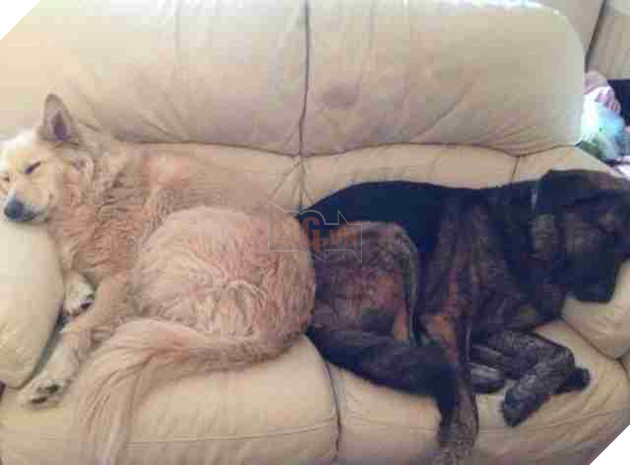 Chú cún buồn bã lúc nào cũng ôm khư khư cái gối in hình người anh em vừa qua đời của mình 7