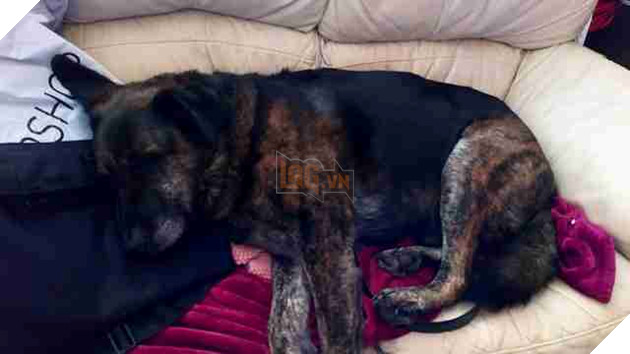 Chú cún buồn bã lúc nào cũng ôm khư khư cái gối in hình người anh em vừa qua đời của mình 3