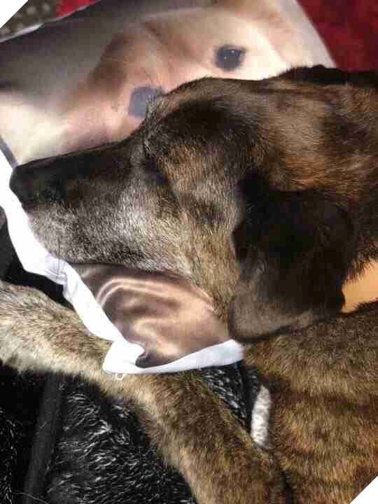 Chú cún buồn bã lúc nào cũng ôm khư khư cái gối in hình người anh em vừa qua đời của mình 6