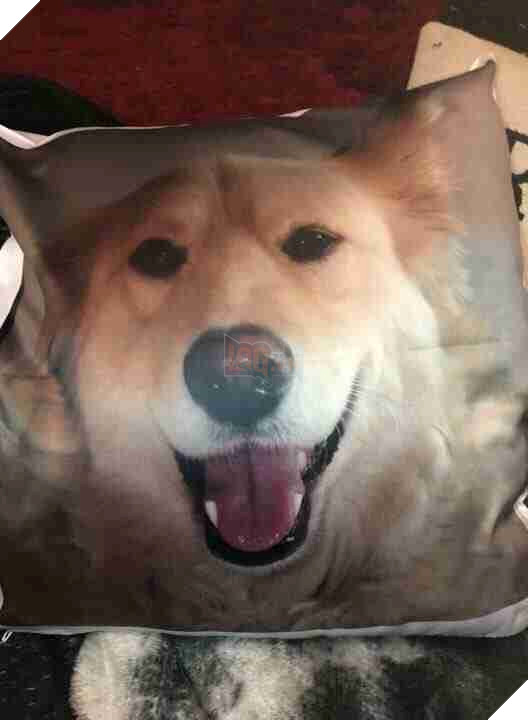 Chú cún buồn bã lúc nào cũng ôm khư khư cái gối in hình người anh em vừa qua đời của mình 4