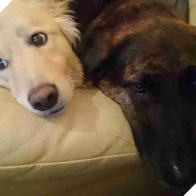 Chú cún buồn bã lúc nào cũng ôm khư khư cái gối in hình người anh em vừa qua đời của mình 2