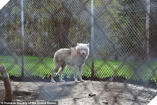 Giải cứu thú quý hiếm trong sở thú tồi tàn ven đường: hơn 100 cá thể bị bạc đãi, bỏ đói... khiến nhiều người phẫn nộ - Ảnh 4.