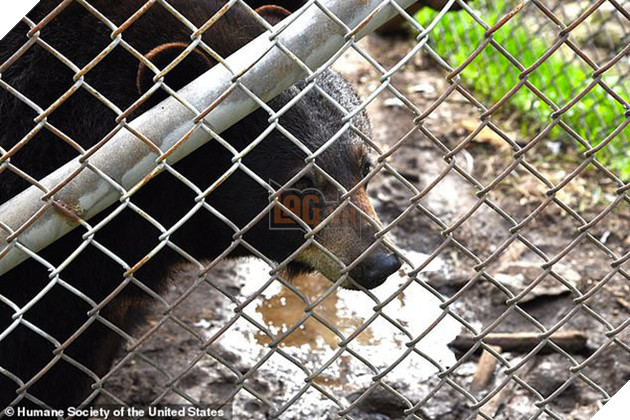 Giải cứu th&#250; qu&#253; hiếm trong sở th&#250; tồi t&#224;n ven đường: hơn 100 c&#225; thể bị bạc đ&#227;i, bỏ đ&#243;i... khiến nhiều người phẫn nộ - Ảnh 3.