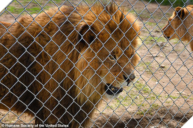 Giải cứu th&#250; qu&#253; hiếm trong sở th&#250; tồi t&#224;n ven đường: hơn 100 c&#225; thể bị bạc đ&#227;i, bỏ đ&#243;i... khiến nhiều người phẫn nộ - Ảnh 2.