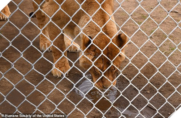 Giải cứu thú quý hiếm trong sở thú tồi tàn ven đường: hơn 100 cá thể bị bạc đãi, bỏ đói... khiến nhiều người phẫn nộ - Ảnh 5.