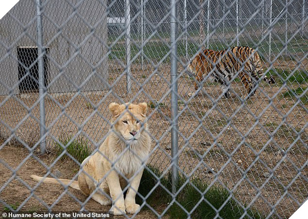 Giải cứu th&#250; qu&#253; hiếm trong sở th&#250; tồi t&#224;n ven đường: hơn 100 c&#225; thể bị bạc đ&#227;i, bỏ đ&#243;i... khiến nhiều người phẫn nộ - Ảnh 3.