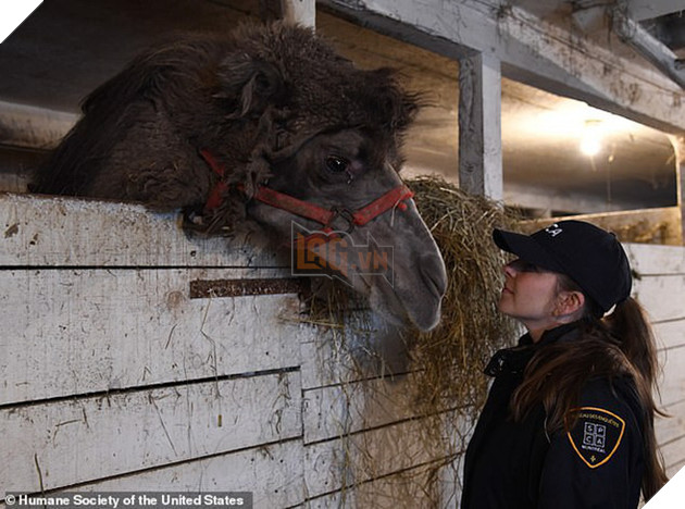 Giải cứu th&#250; qu&#253; hiếm trong sở th&#250; tồi t&#224;n ven đường: hơn 100 c&#225; thể bị bạc đ&#227;i, bỏ đ&#243;i... khiến nhiều người phẫn nộ - Ảnh 2.