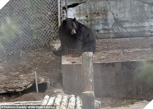 Giải cứu thú quý hiếm trong sở thú tồi tàn ven đường: hơn 100 cá thể bị bạc đãi, bỏ đói... khiến nhiều người phẫn nộ - Ảnh 1.