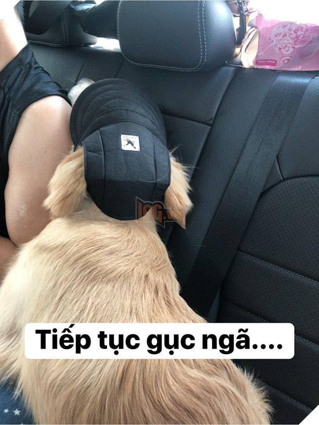 Chú chó đốn tim cư dân mạng bởi loạt biểu cảm nói hộ nỗi lòng của những người... say xe khi đi du lịch - Ảnh 19.