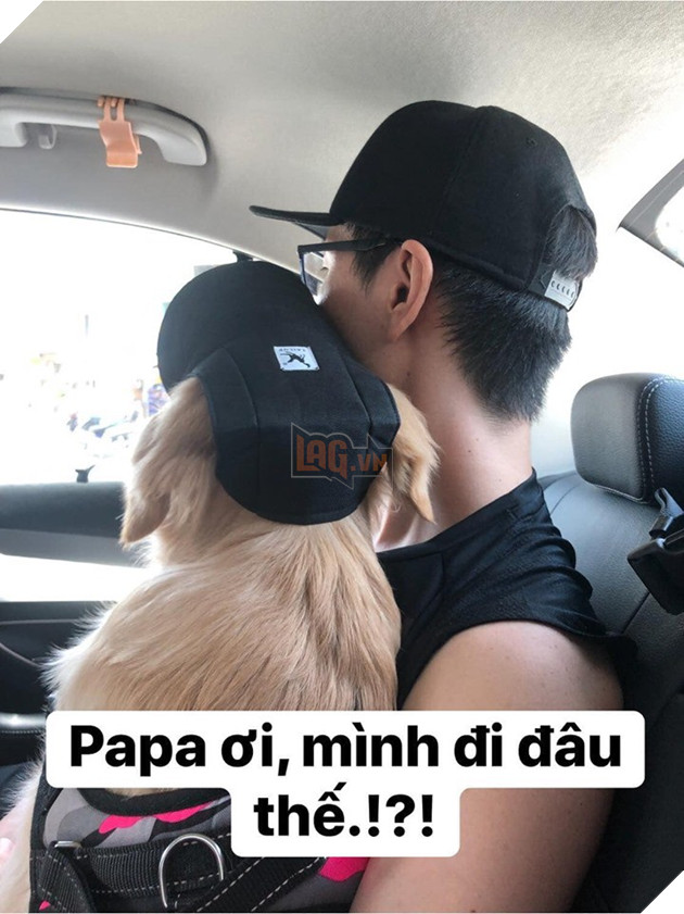 Chú chó đốn tim cư dân mạng bởi loạt biểu cảm nói hộ nỗi lòng của những người... say xe khi đi du lịch - Ảnh 1.