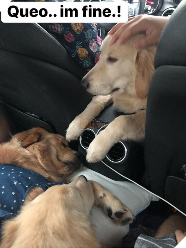 Chú chó đốn tim cư dân mạng bởi loạt biểu cảm nói hộ nỗi lòng của những người... say xe khi đi du lịch - Ảnh 25.