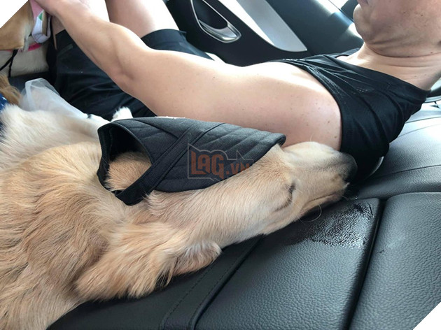 Chú chó đốn tim cư dân mạng bởi loạt biểu cảm nói hộ nỗi lòng của những người... say xe khi đi du lịch - Ảnh 15.