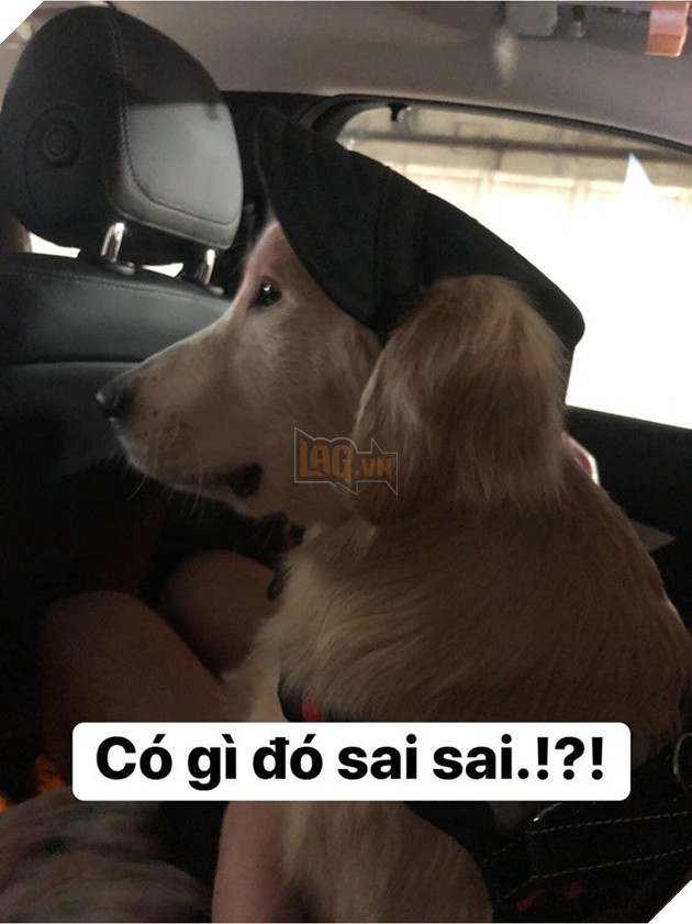 Chú chó đốn tim cư dân mạng bởi loạt biểu cảm nói hộ nỗi lòng của những người... say xe khi đi du lịch - Ảnh 5.