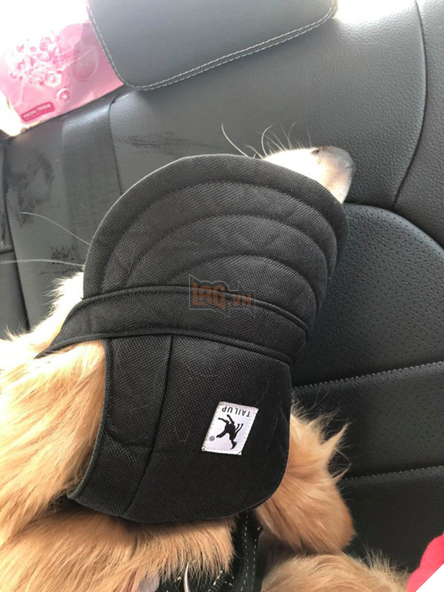 Chú chó đốn tim cư dân mạng bởi loạt biểu cảm nói hộ nỗi lòng của những người... say xe khi đi du lịch - Ảnh 13.