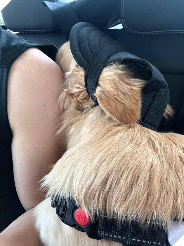 Chú chó đốn tim cư dân mạng bởi loạt biểu cảm nói hộ nỗi lòng của những người... say xe khi đi du lịch - Ảnh 11.